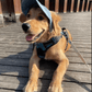 🔥 50 % DE RÉDUCTION – Chapeau pour chien, confortable et tendance 🐶🎩