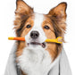 🐾 Brosse à dents pour animaux à poils doux – 3 faces (1 achetée = 1 offerte)