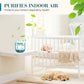 📢📢 50 %  DE RÉDUCTION !! ✨Boîte magique pour purifier l'air intérieur et éliminer la poussière🍋‍🟩